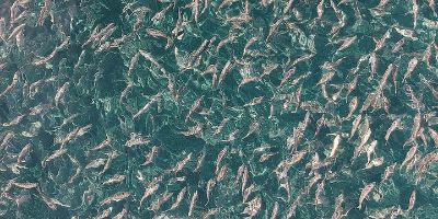 What It Takes to Feed Billions of Farmed Fish Every Day