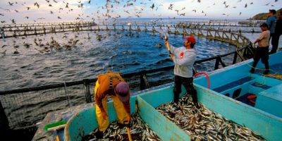 Taking the Fish Out of Fish Feed